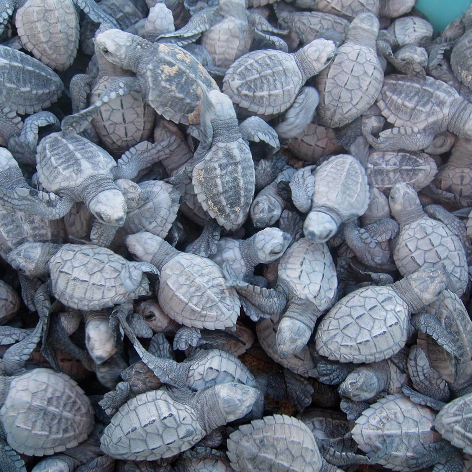 Sea turtle hatchlings emerging from the sand