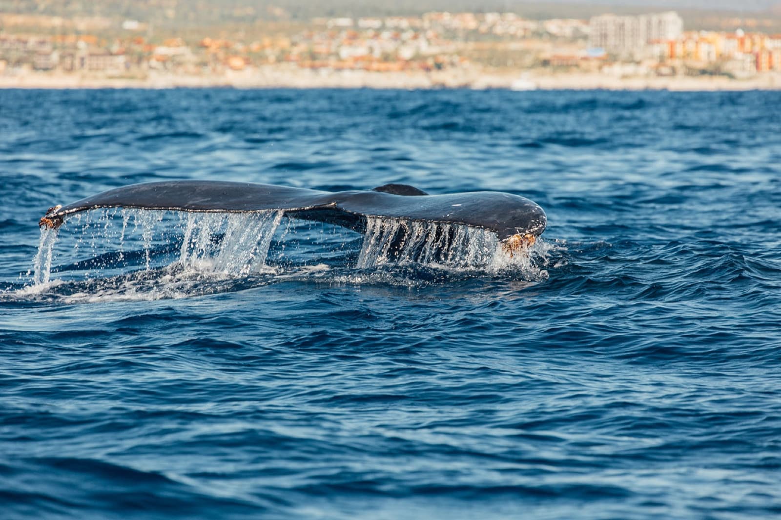 Whale tail surfacing in the Pacific