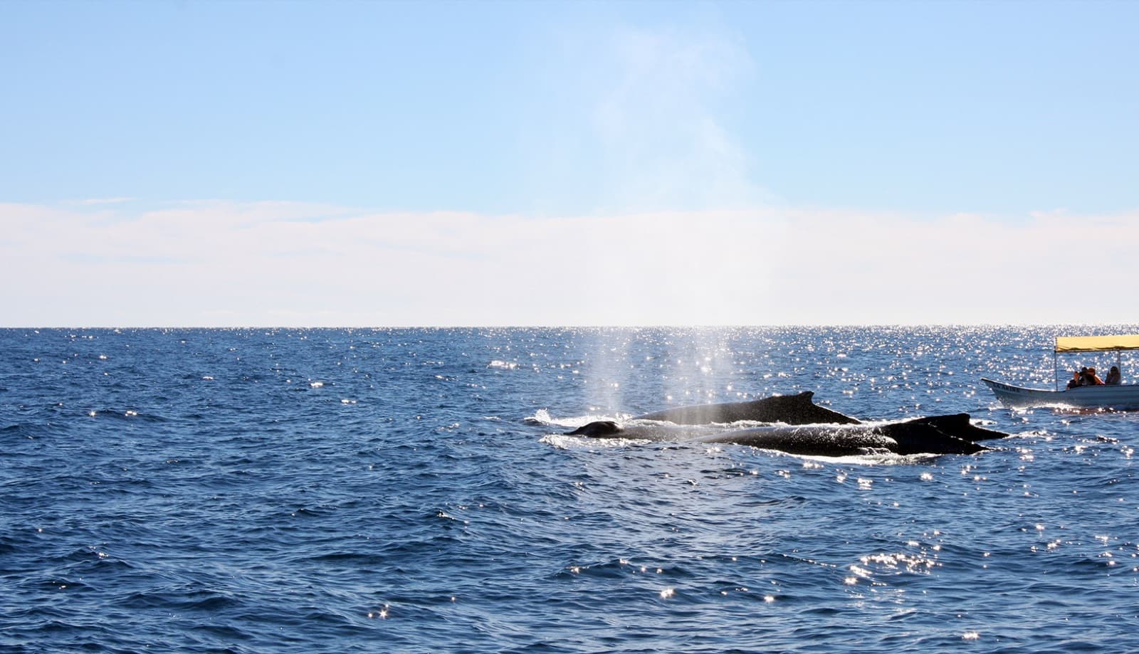 Whale blow at sunset