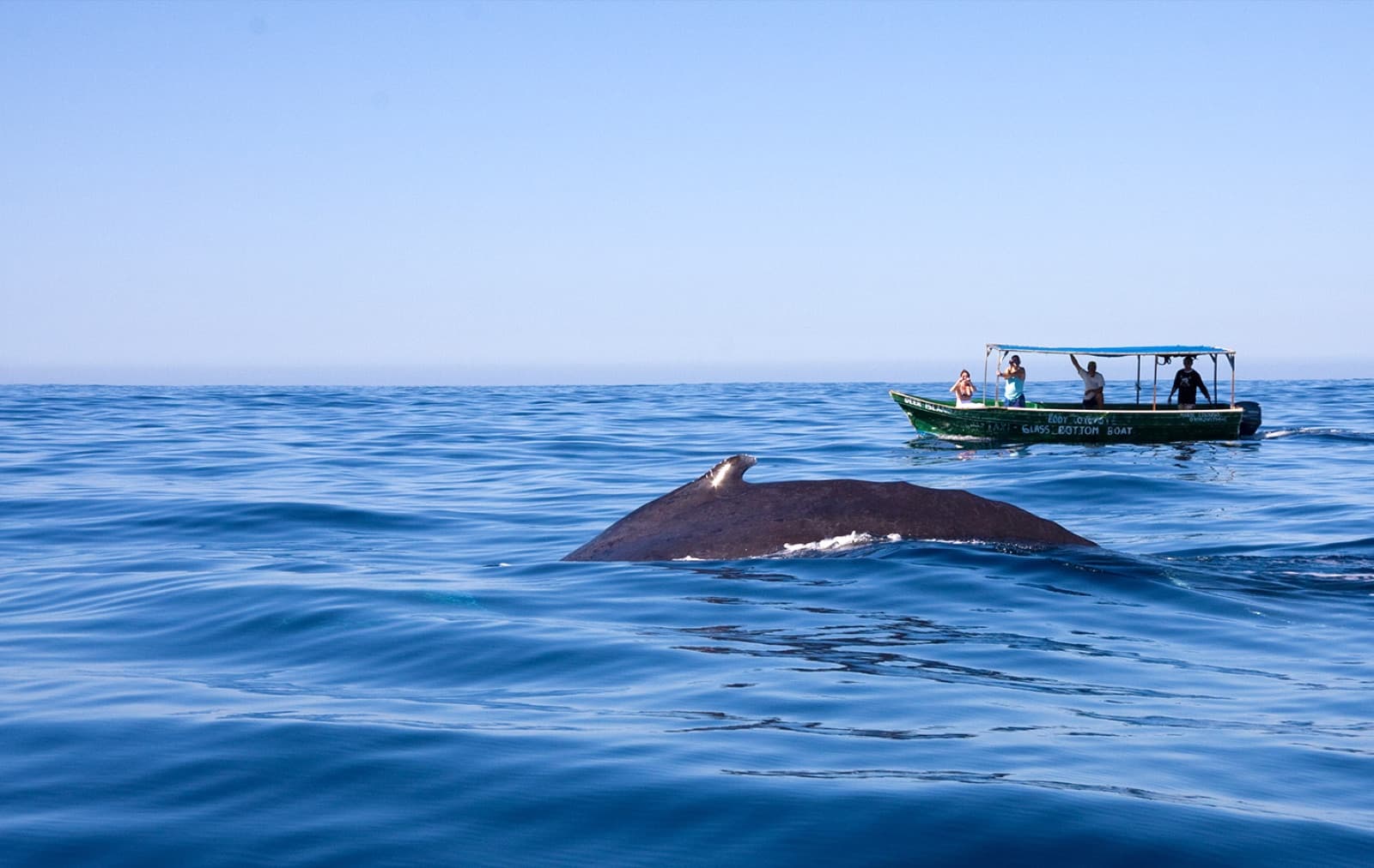 Humpback whale surfacing