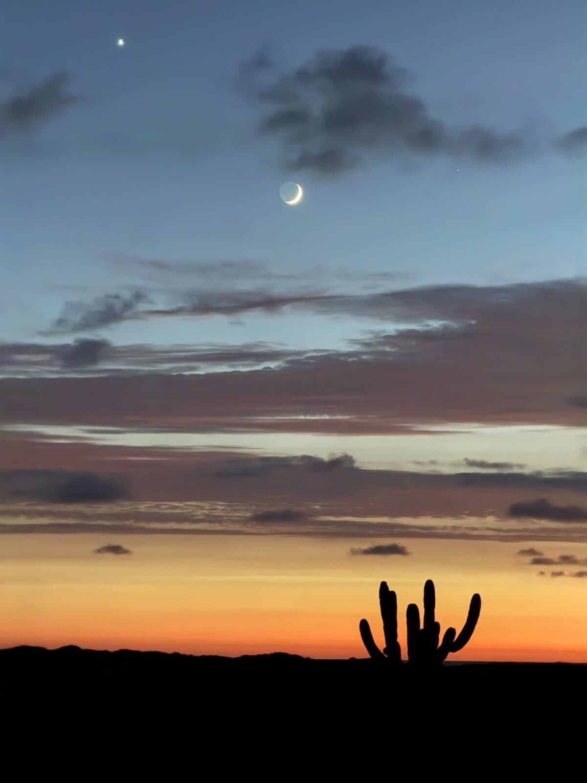 Crescent moon over a cardón cactus silhouette at dusk