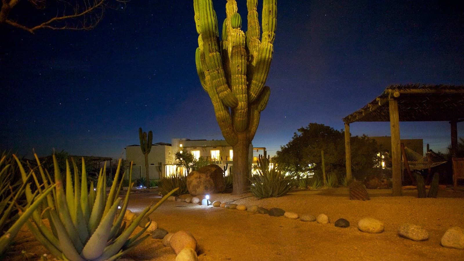 Desert garden under the night sky