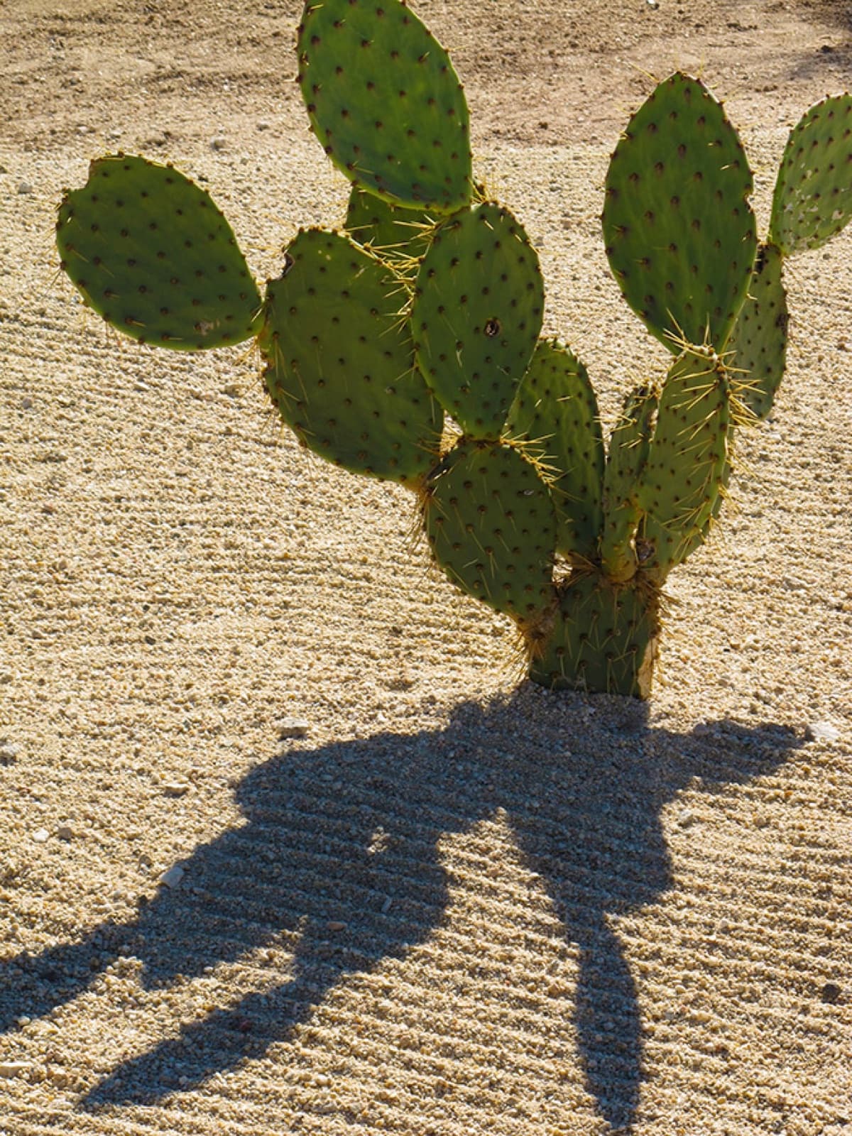 Nopal cactus in the sand