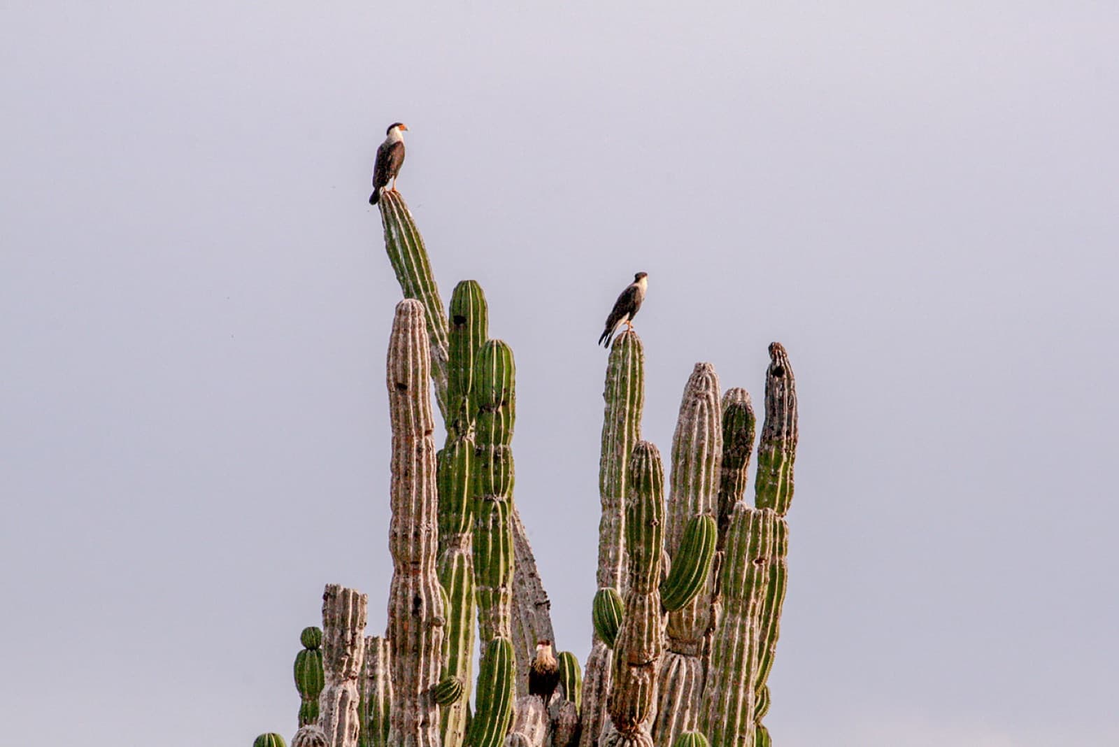 Cardón cactus with caracara hawk