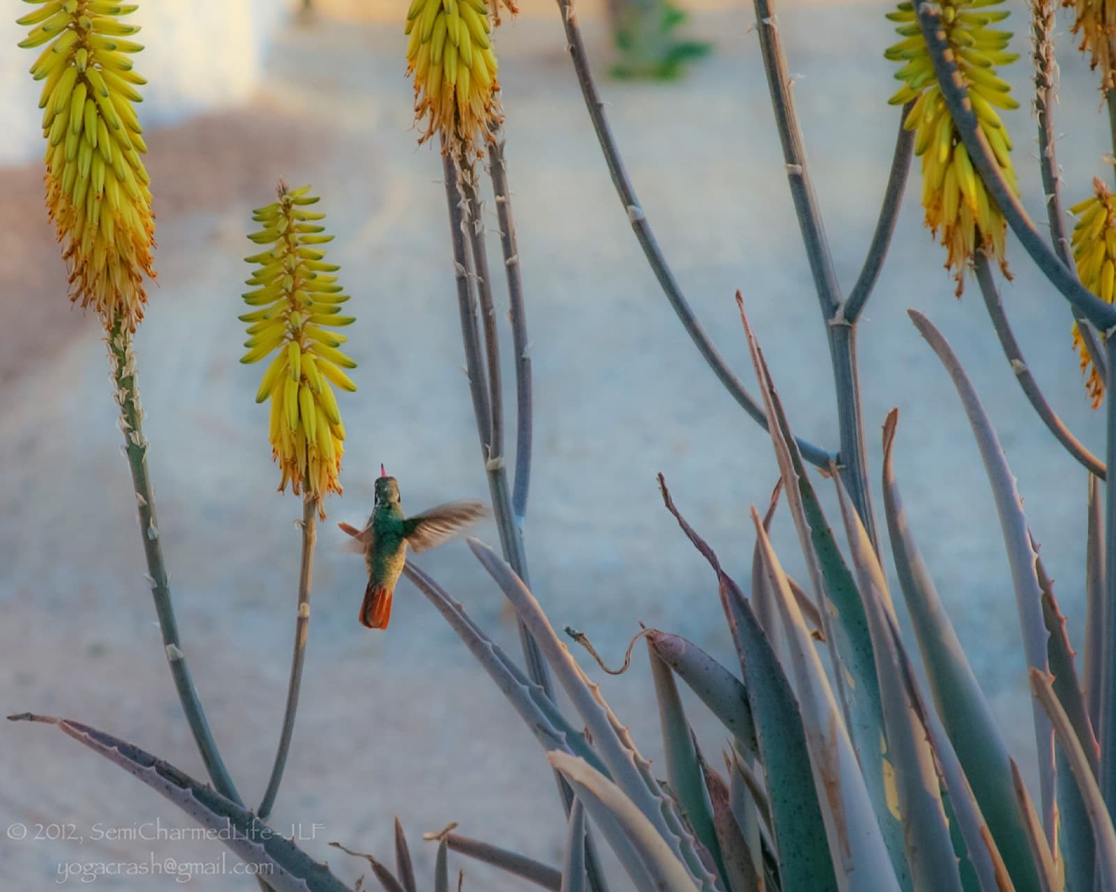 Hummingbird at flowering aloe