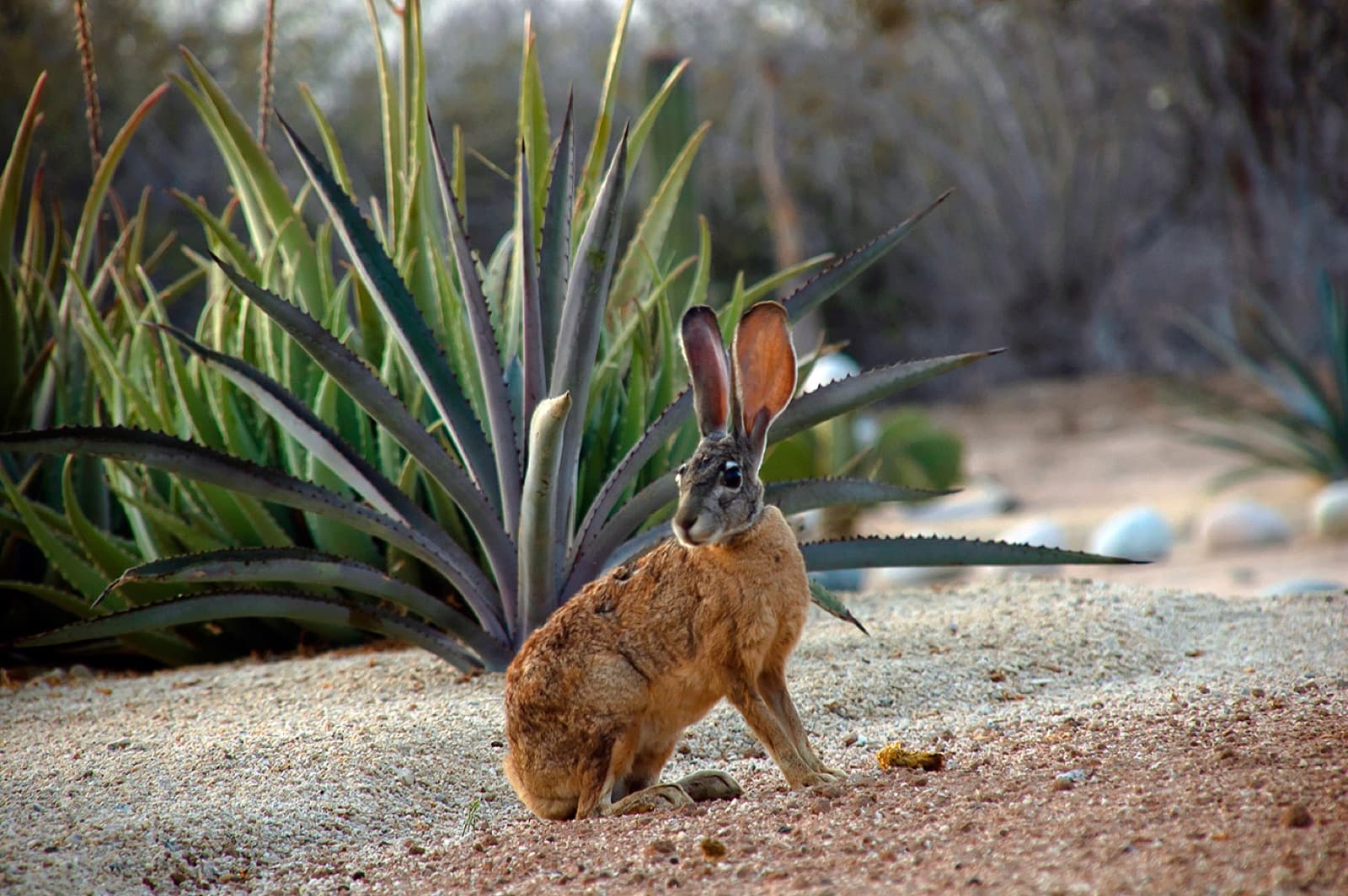 Jackrabbit in the desert garden