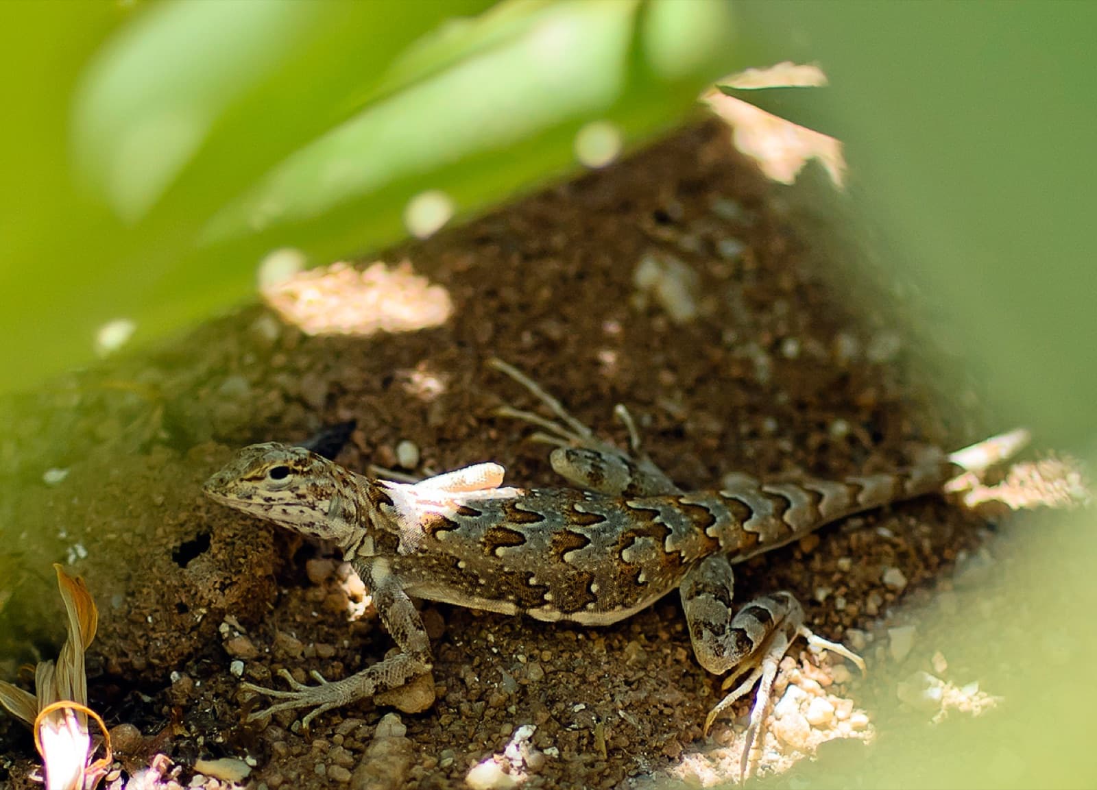 Desert lizard sunning on rock