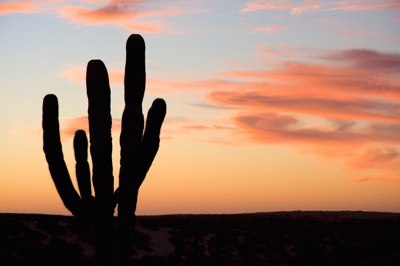 Cactus silhouette at sunset