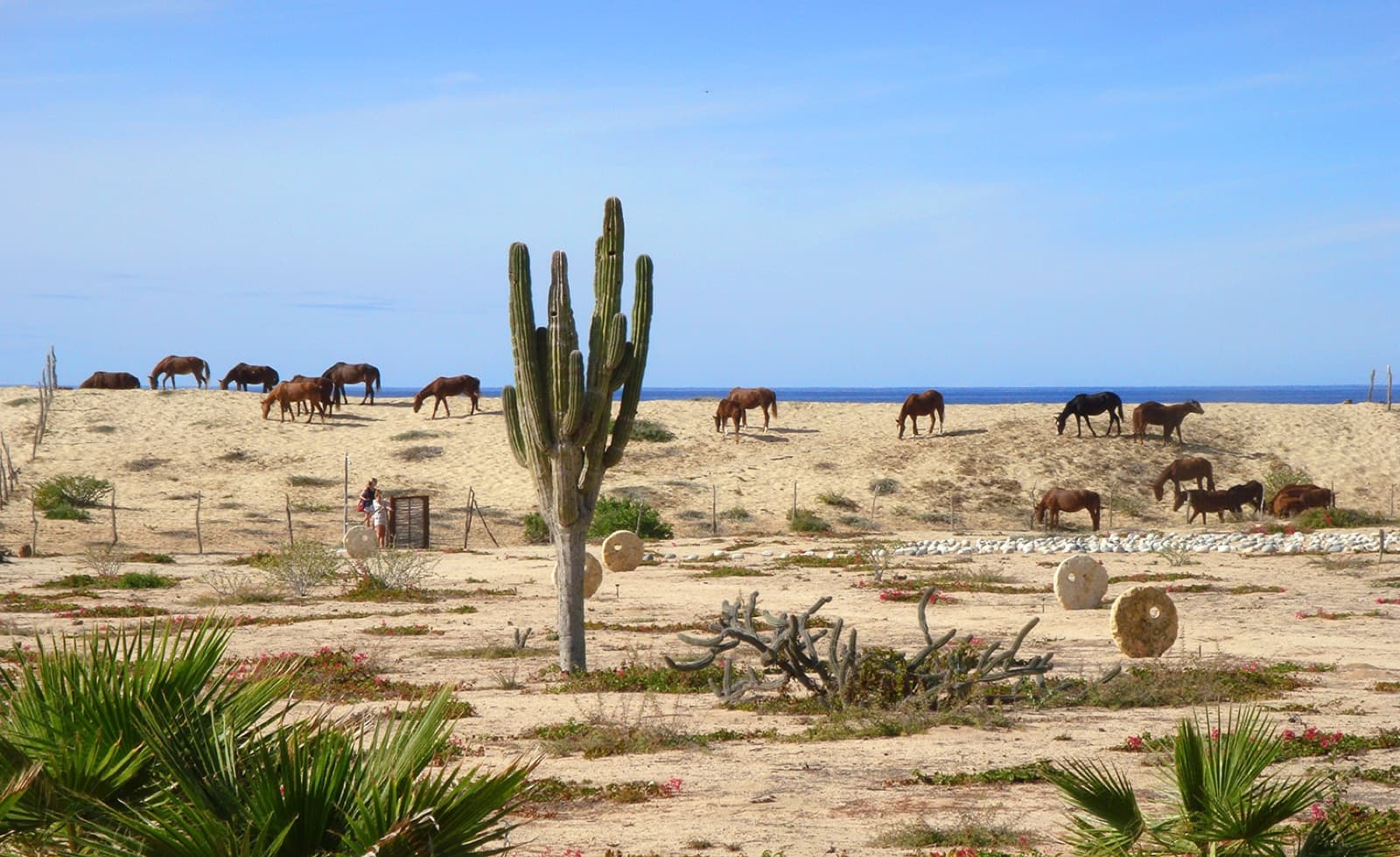 Horses on the dune