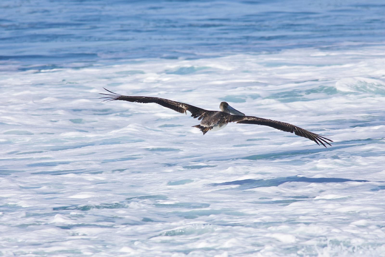 Pelican gliding over seafoam